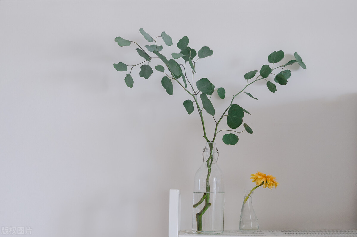 极简省钱又环保的居家生活,4款高颜值家居绿植