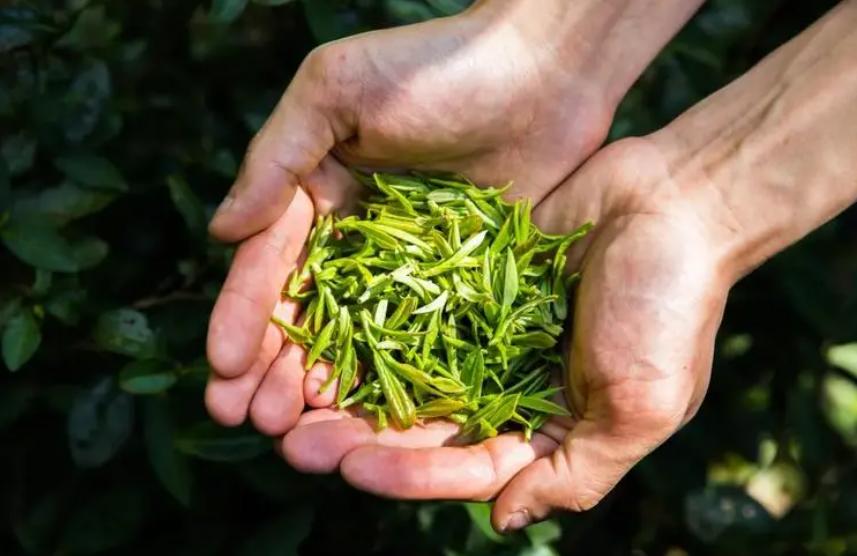 “深秋喝2茶，入冬不用慌”，具体说的是什么？早知道早受益