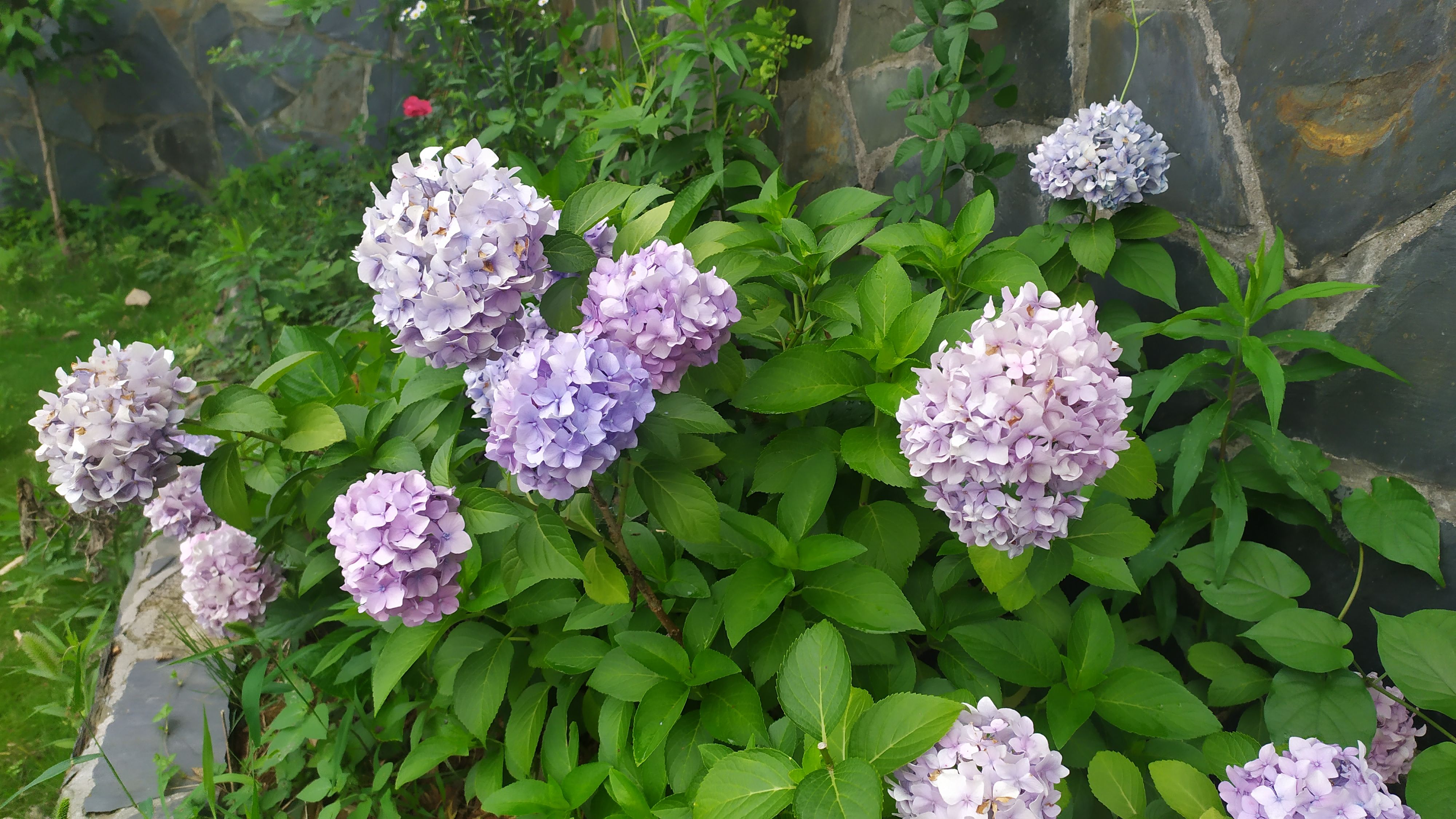 生如夏花演唱视频,生如夏花朴树完整版