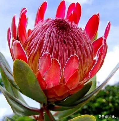 五颜六色的花朵养眼舒心,灵动秀美的花朵图片