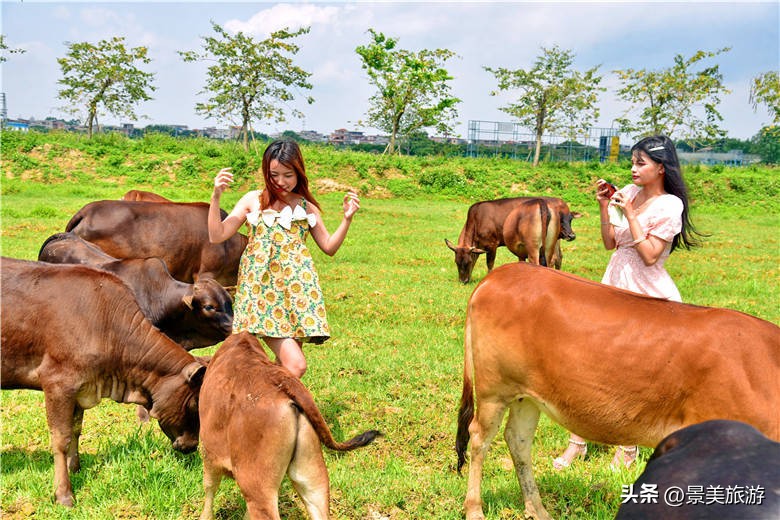 广州女大学生五一假期兼职去做牛倌，称工作轻松适合躺平风景也美