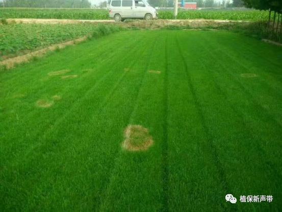 草坪要除草的方法,草坪锈病的病害预测及防治策略