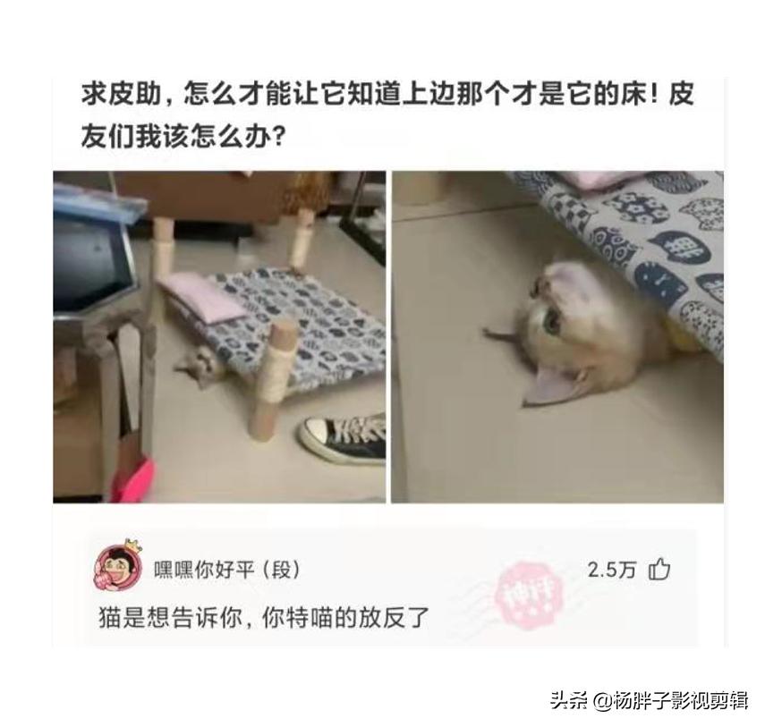 菠萝与凤梨是同一种水果吗,与凤梨菠萝相似的水果