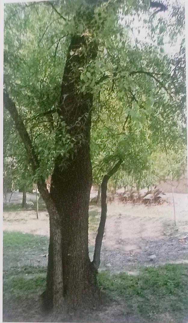 成武县古树,临武县古树