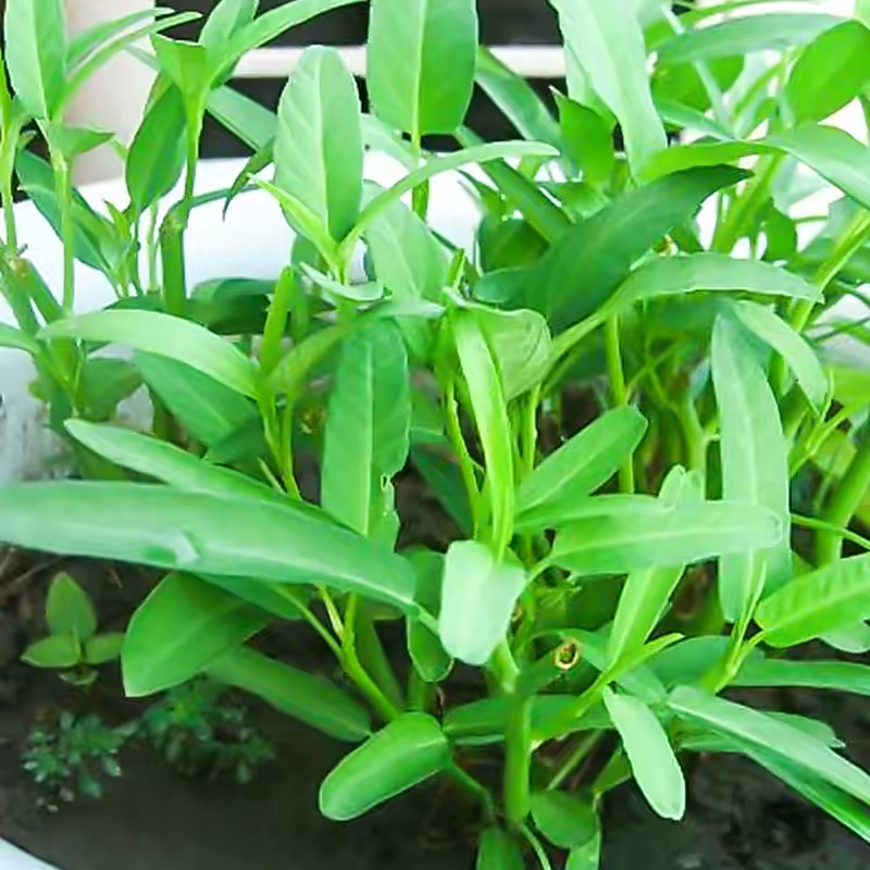 阳台种菜的最佳方法,阳台种菜的方法和技巧大全