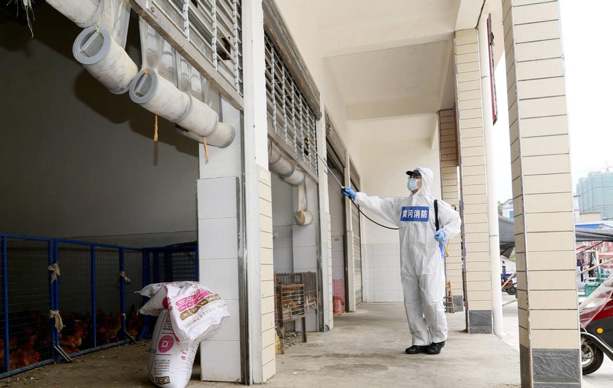 出售活鸡的检疫证明怎么办理,活鸡活鸭现杀现卖怎么办证