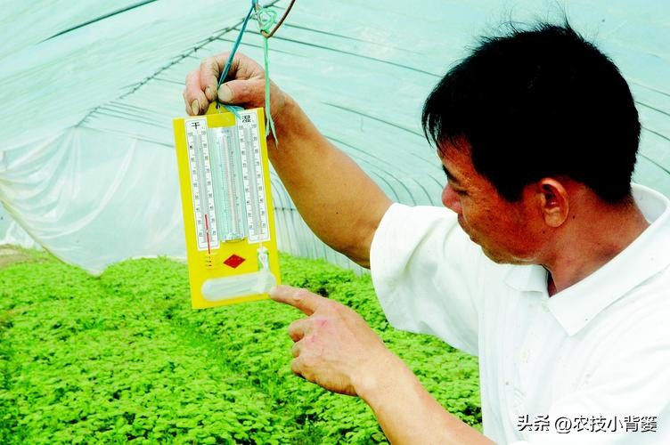 植物根损坏了还能生长吗,植物根伤了怎么治