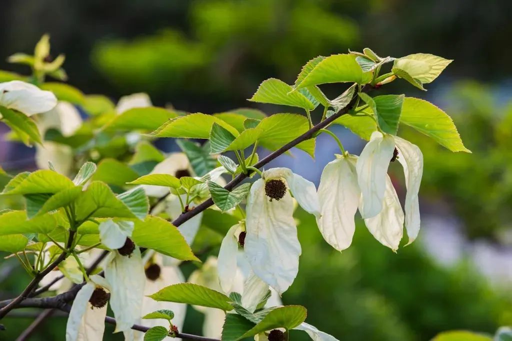 来认识下成都的生物“家底”→
