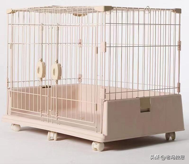 养兔秘籍侏儒兔,饲养侏儒兔日常