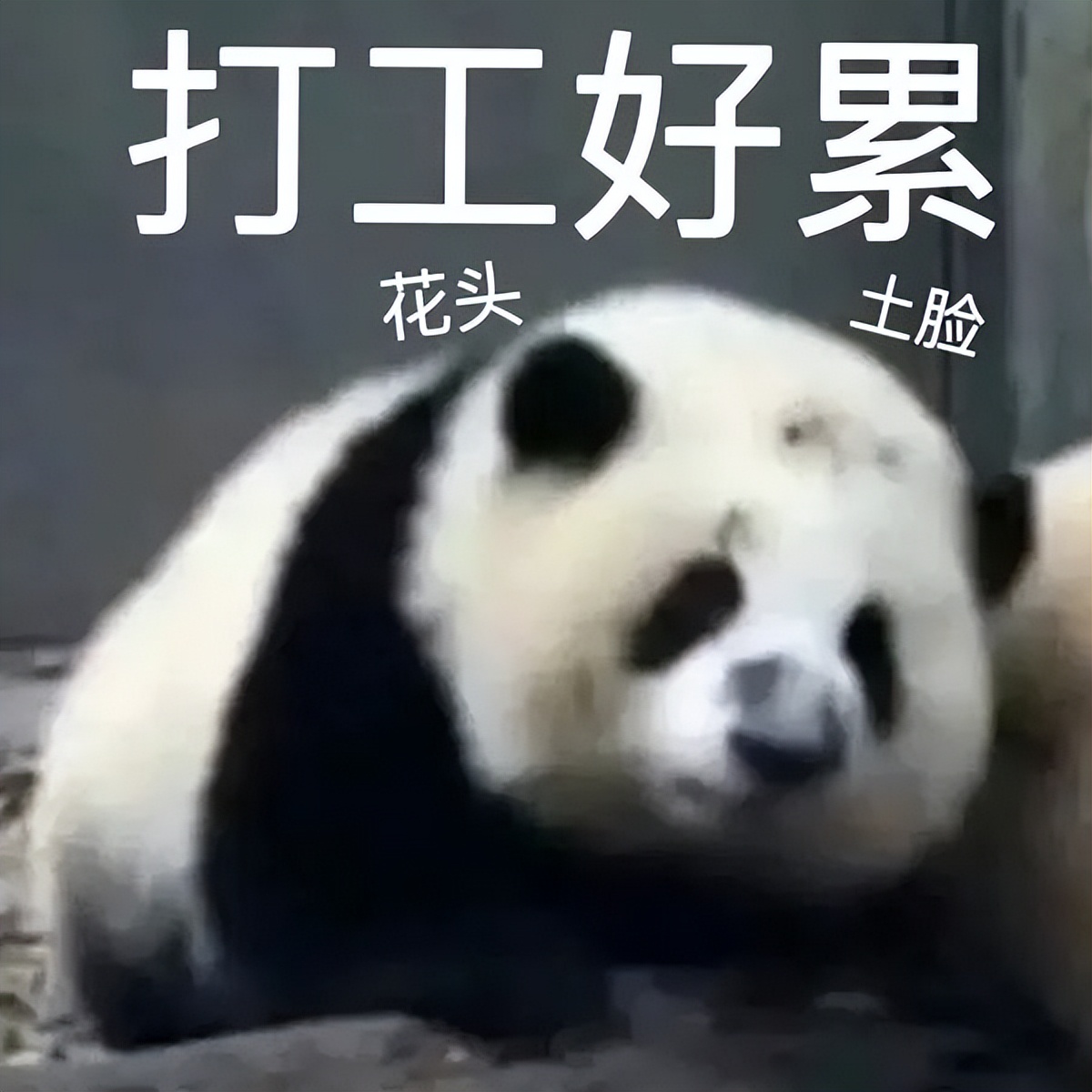 茶园城南家园跳蚤市场,跳蚤市场茶园