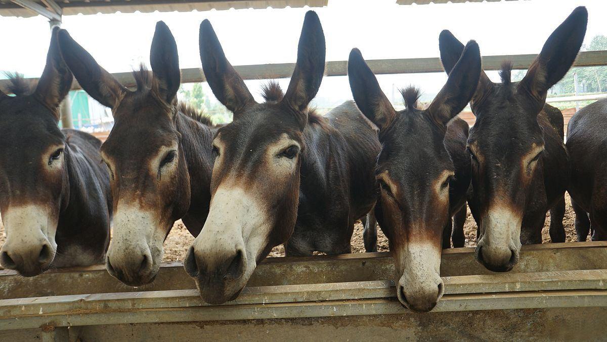 肉驴催肥,肉驴催肥饲料添加剂