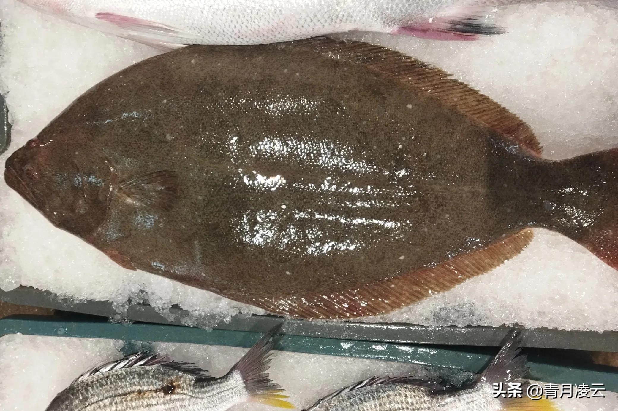 海鲜市场常见海产品图鉴,海鲜市场常见海产品图鉴表图例