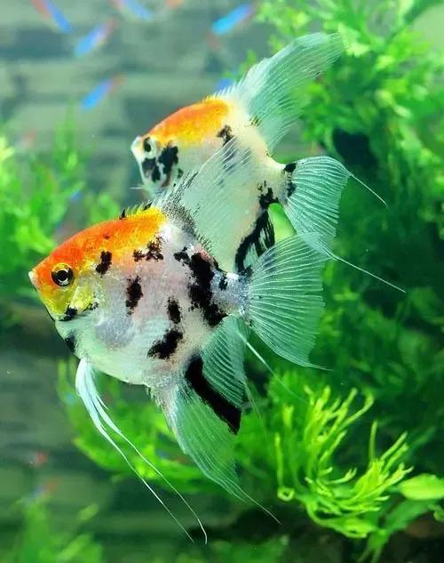 各种漂亮鱼的名称及图片,漂亮可爱的海水观赏鱼