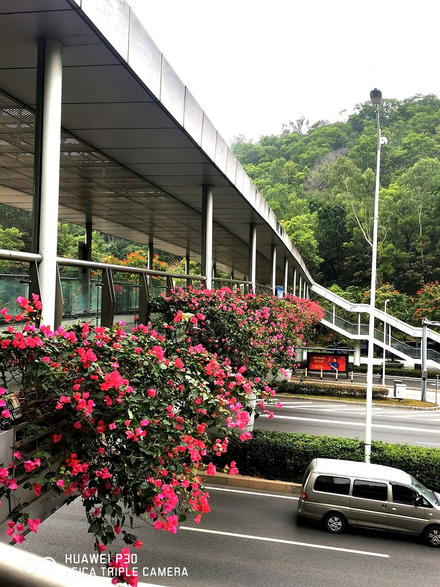 深圳成功打造世界著名花城,深圳打造国际花园城市