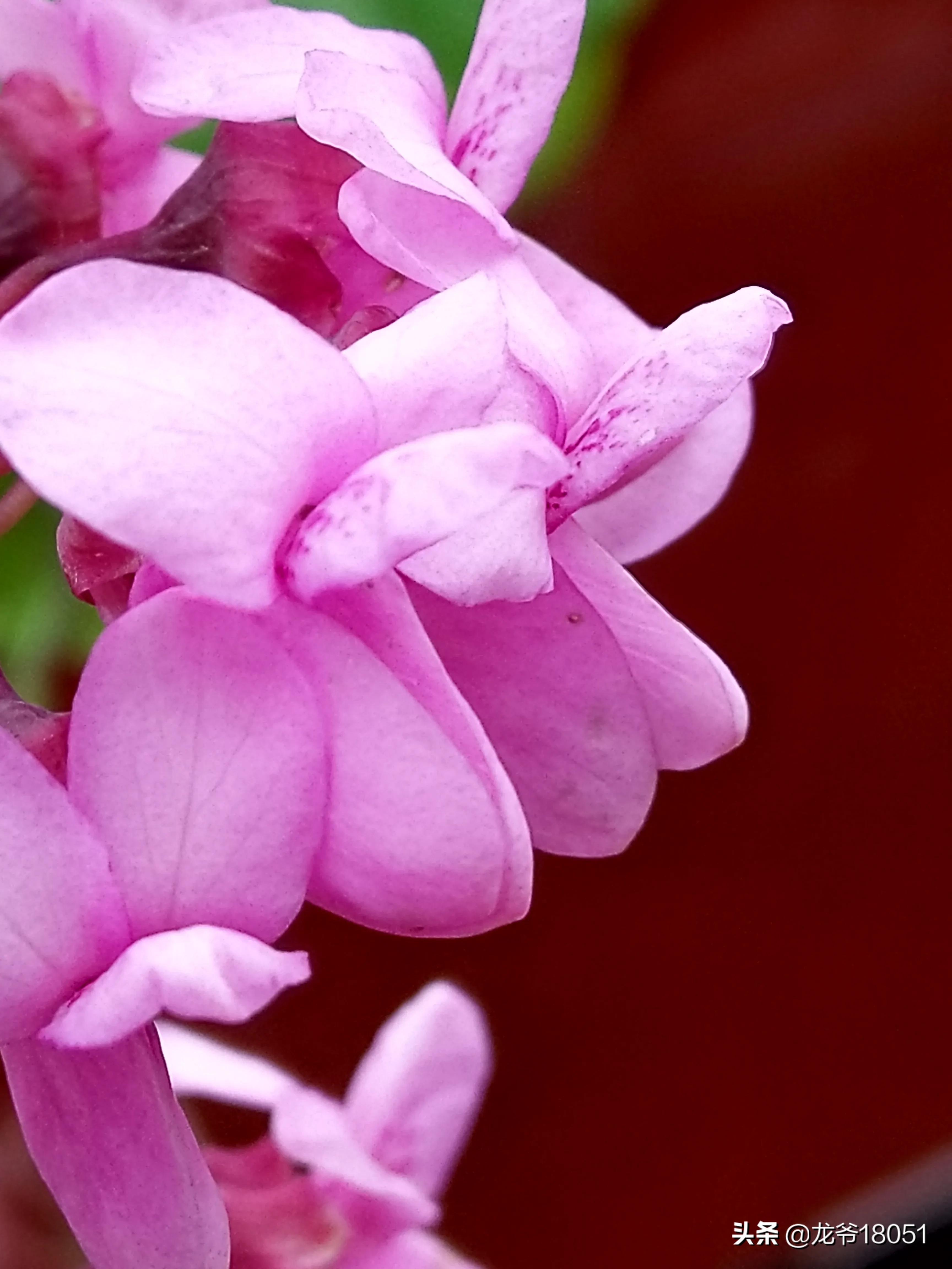 国色绽放红胜火，凌霄花开分外香