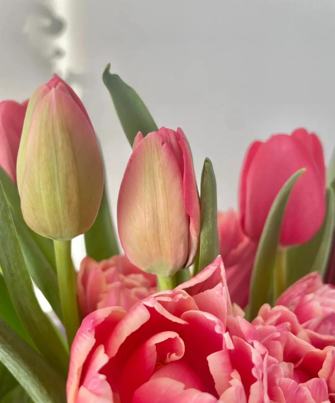 郁金香的花语是什么抖音,郁金香的花语是什么英语