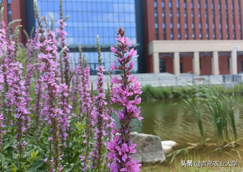 红橙黄绿青蓝紫，pick出你心中的青岛农大色彩