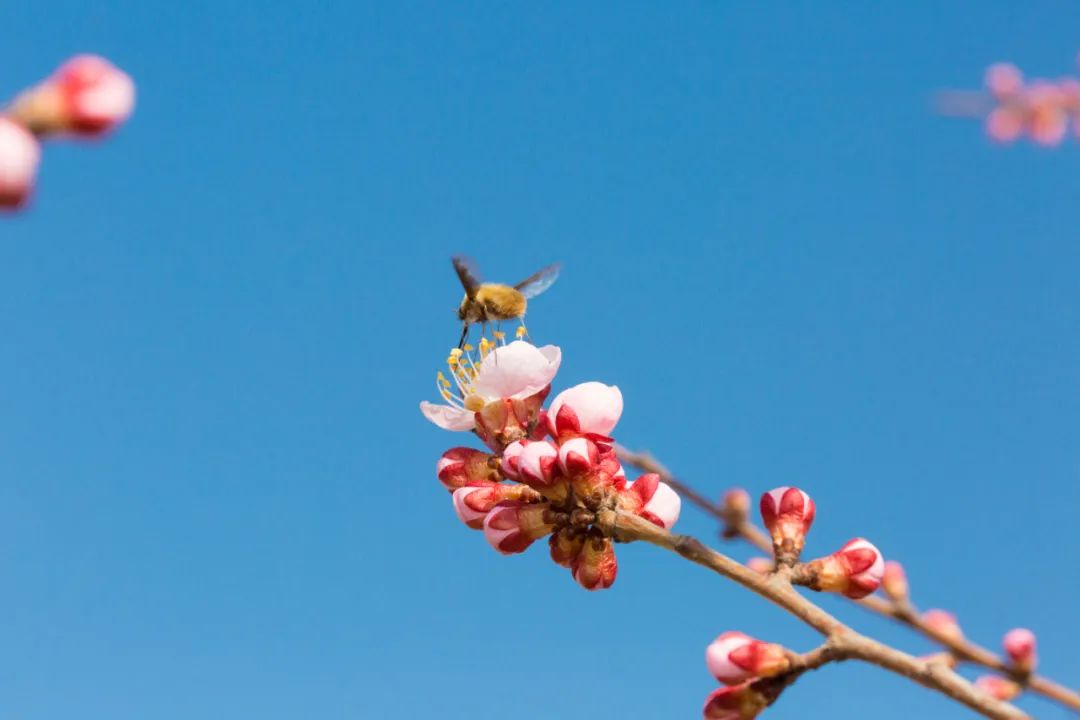 赏花的绝美诗句,赏花最好的十首诗