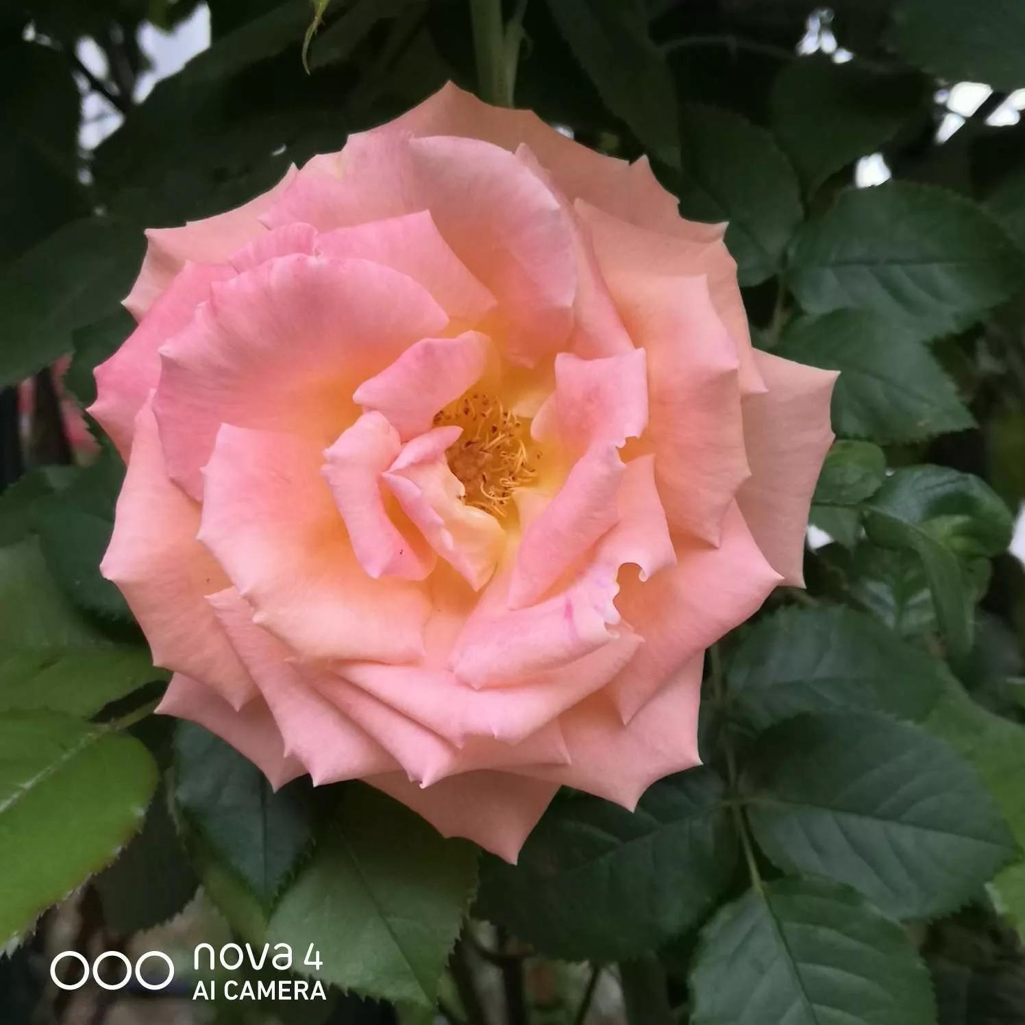 月季品种醉花,月季品种大全及图片欣赏