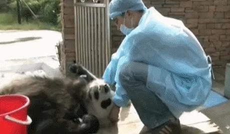 盘点网红大熊猫搞笑场面,大熊猫一摔成名