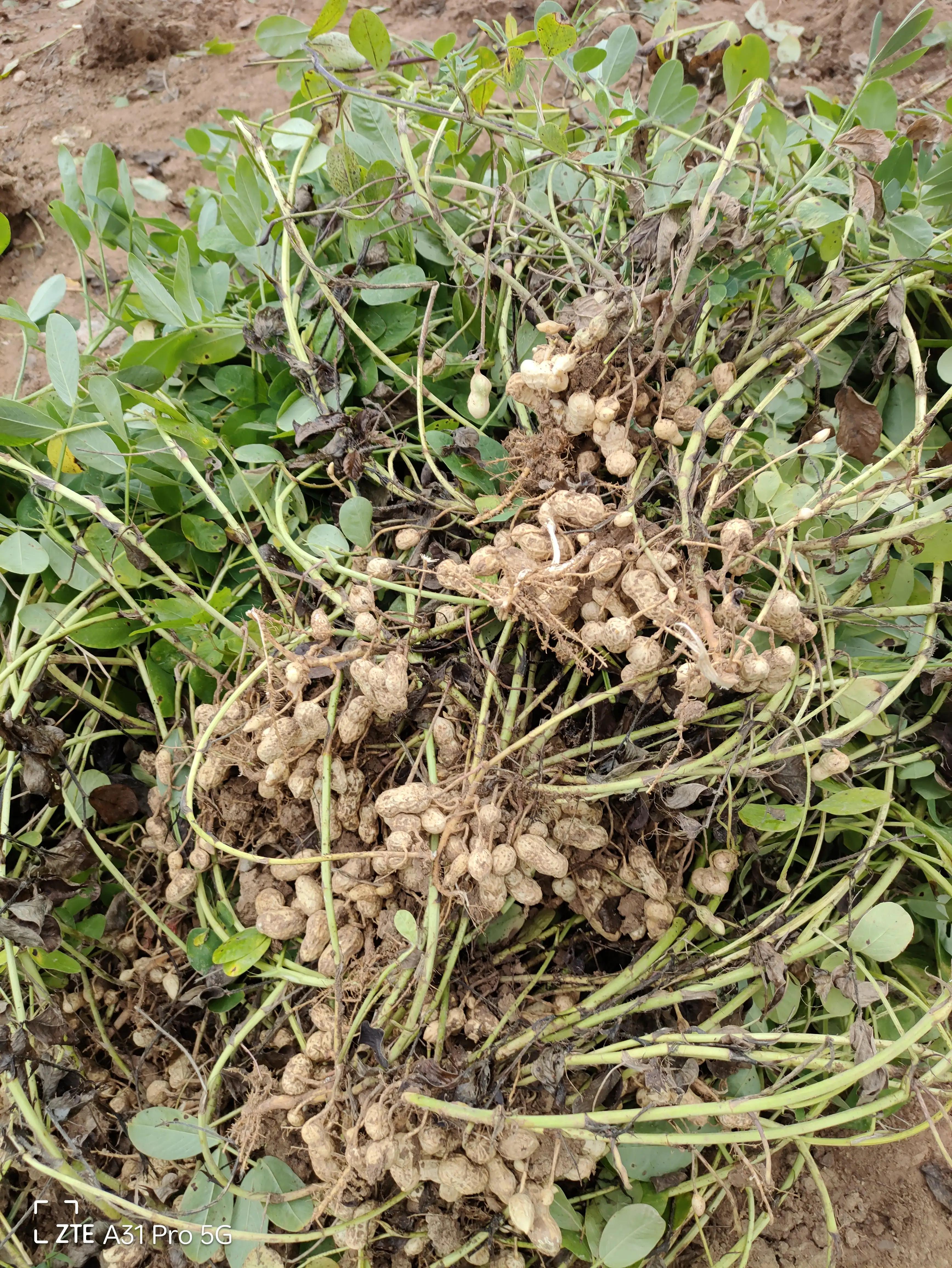 落花生的原名,落花生是什么意思