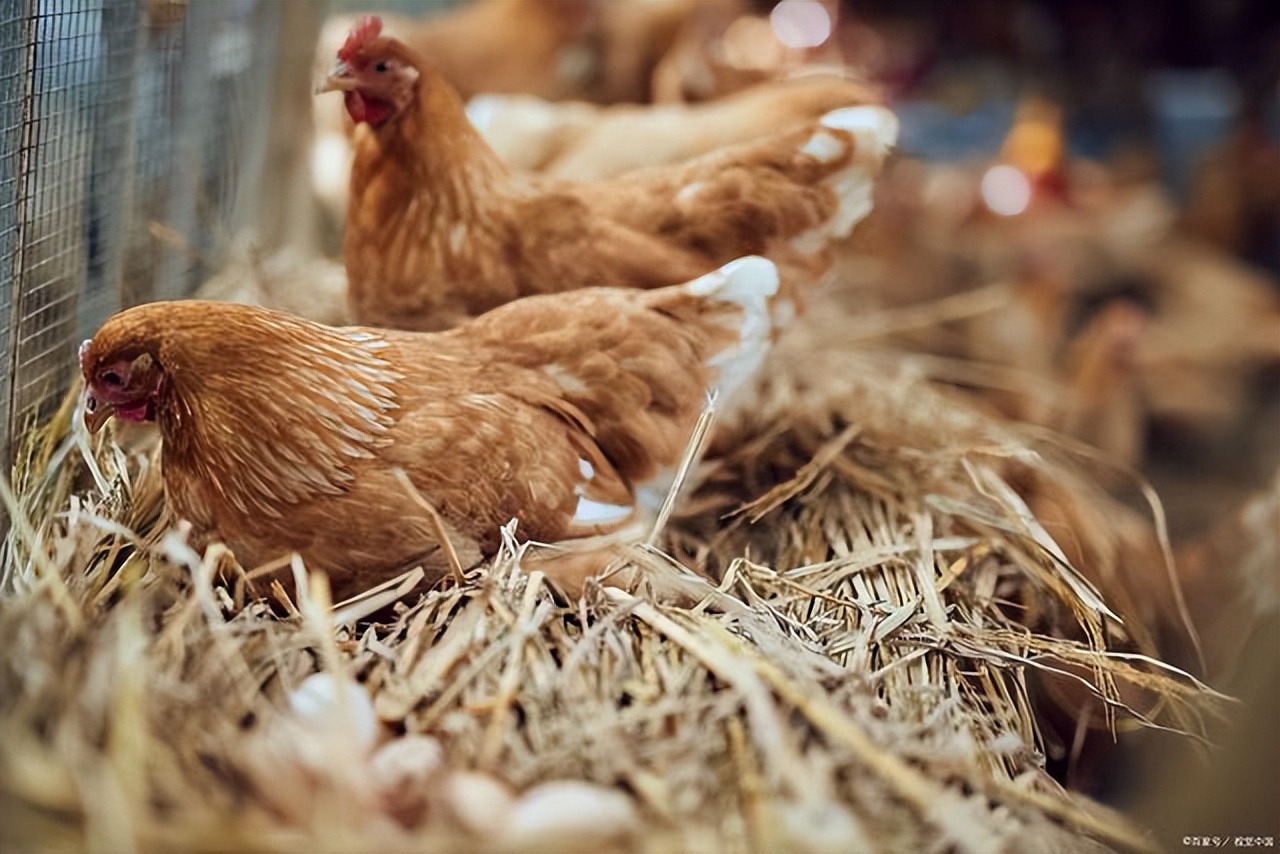 鸡异刺线虫病怎么治疗,鸡寄生虫病怎么治疗