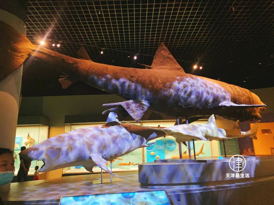 为什么说天津是很特殊的城市,天津哪里不算是市中心