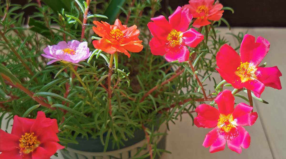 春天来了这5种花赶快扦插,春季来了养花不可少