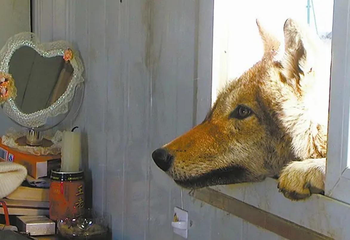 12年前把狼带回家当儿子,12年前成都女孩把狼儿带回家