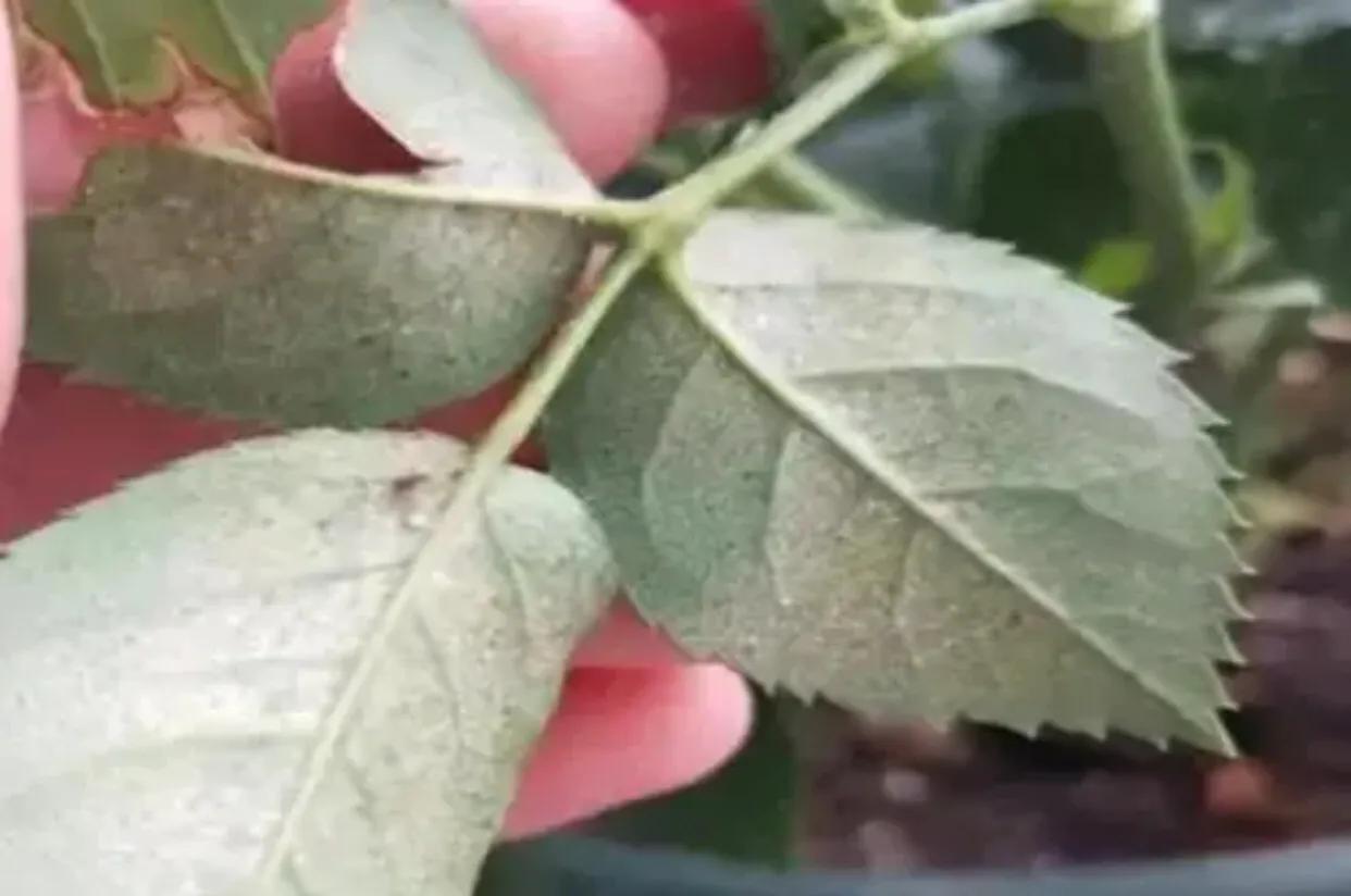 杀月季红蜘蛛的有效方法,洗洁精怎么治月季红蜘蛛