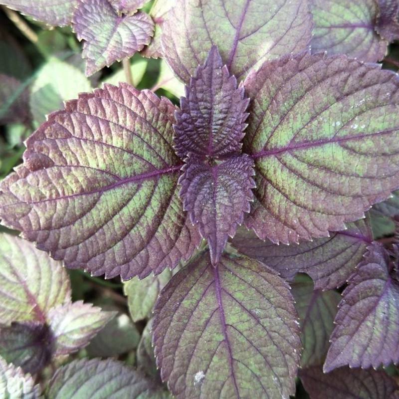 春天看图挖野菜，送你40种野菜大图鉴，让你轻松辨别各种野菜