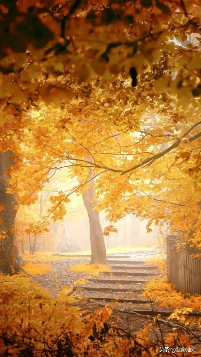 一地落叶渲染了秋色惊艳了时光,秋风亲吻银杏叶