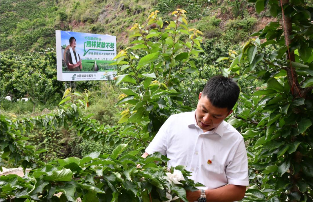 “山里红”樱桃甜又甜——“新农人”任素茂奋斗创业背后的邮政故事