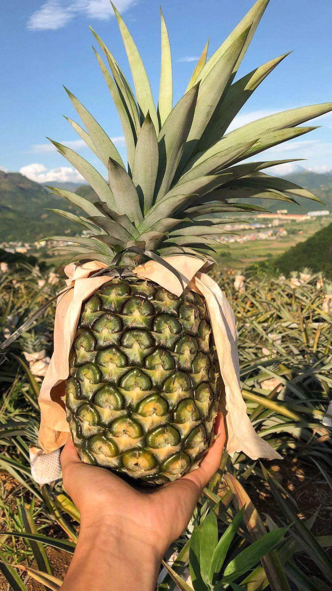 现在为什么菠萝很少凤梨很多,市场上的菠萝和凤梨怎么区分