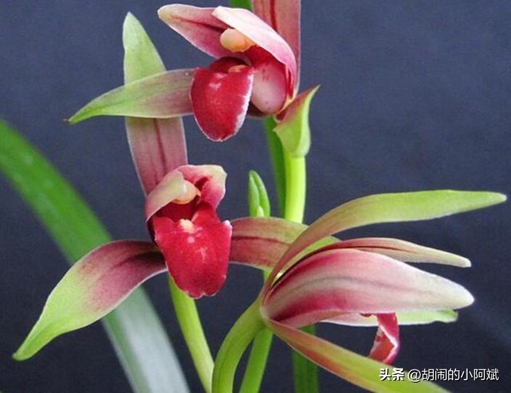 阳台有阳光适合养什么盆栽,阳台上有一盆吊兰