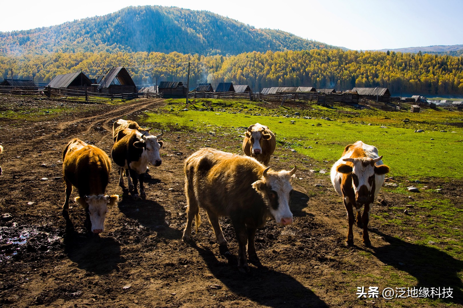 家禽养殖场日常管理表,最新养殖场的管理