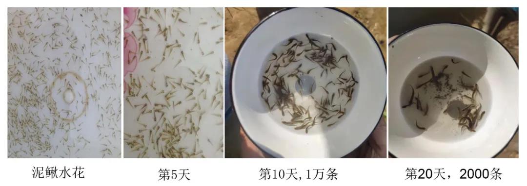 泥鳅冬季开花的养殖技术,泥鳅开花做法