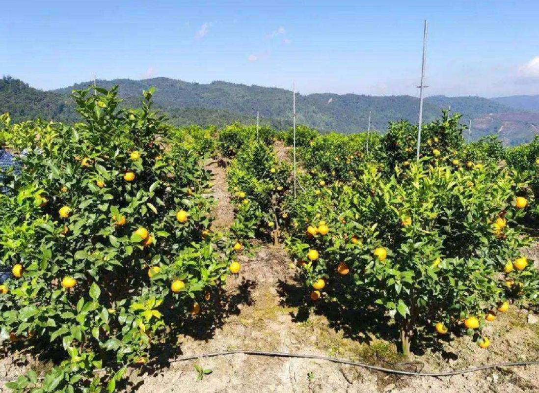 砂糖橘吃多会变黄，好吃到停不下来，究竟是何原因又该怎么办呢？