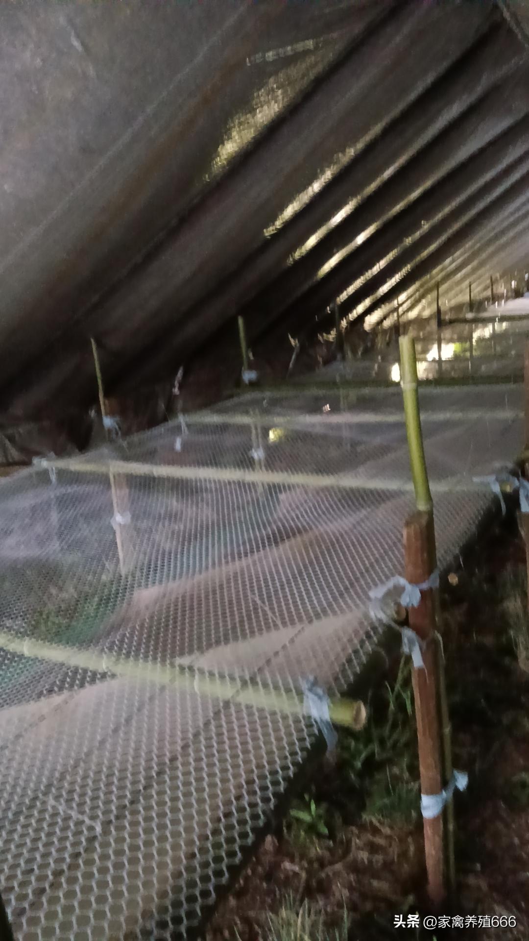 养鹅致富不走寻常路的创业故事,养鹅创业之路