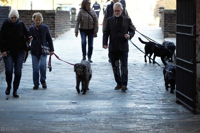 狗狗知道死了会去外面吗,狗狗会知道自己死吗