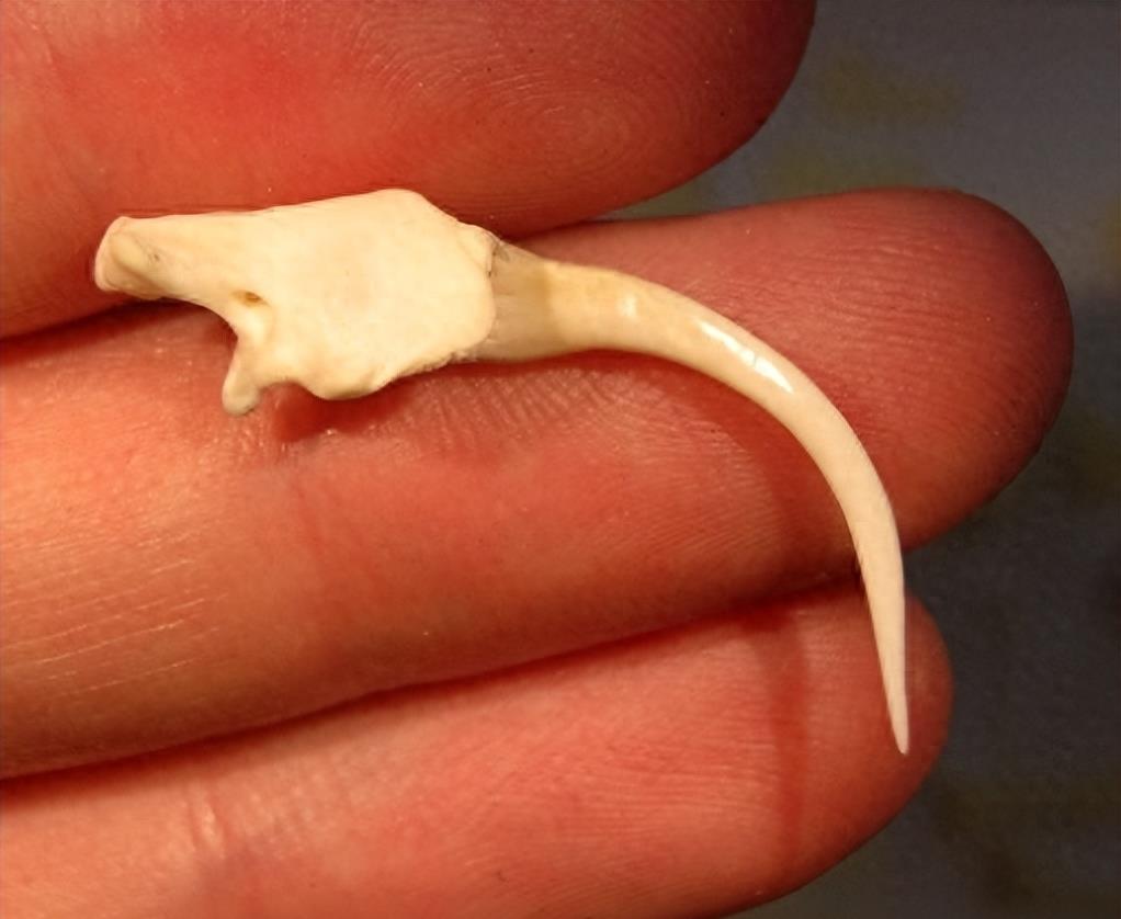 蛇岛生态链惊现老鼠吃蛇,2万条蛇成口粮引关注