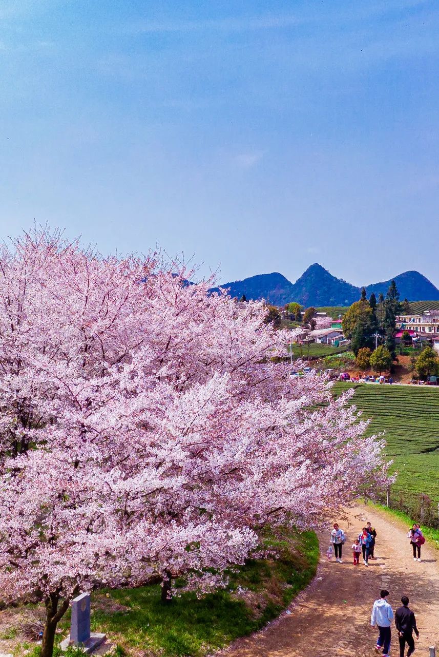 贵州安顺平坝万亩樱花园,安顺平坝樱花园面积有多少