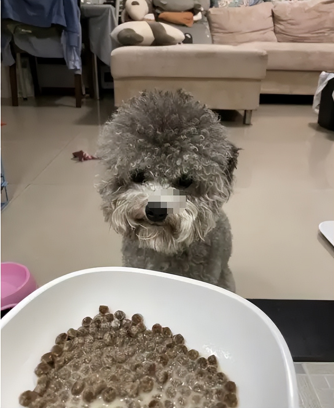 怎么正确泡狗粮,如何泡狗粮新手教程