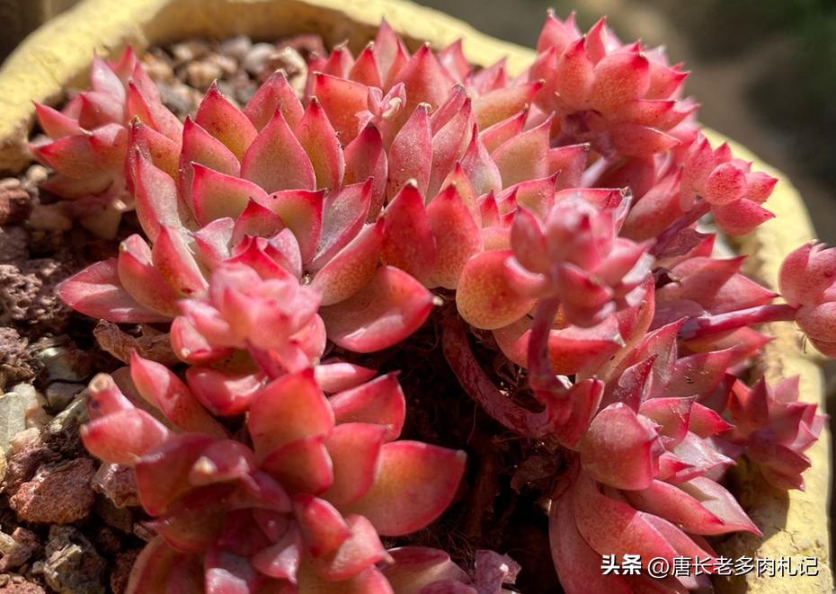 女雏多肉优缺点,多肉女雏一年的变化