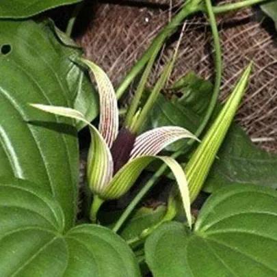 100种迷人的“数字花”,从零到一百万,真是太神奇了