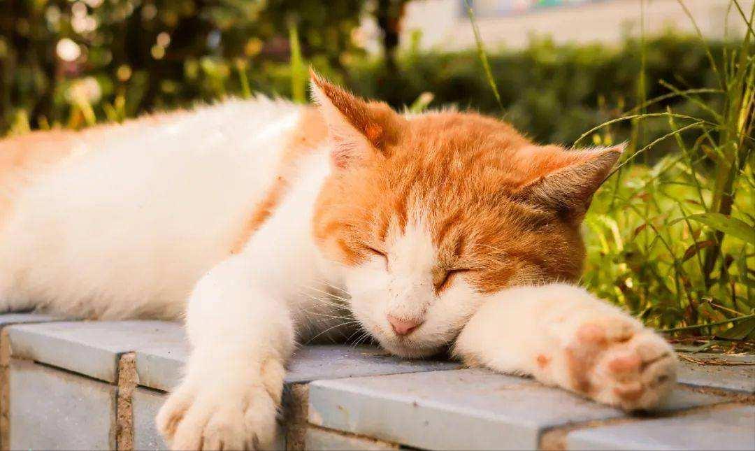 猫咪的生命终点,猫咪的生命有多少年