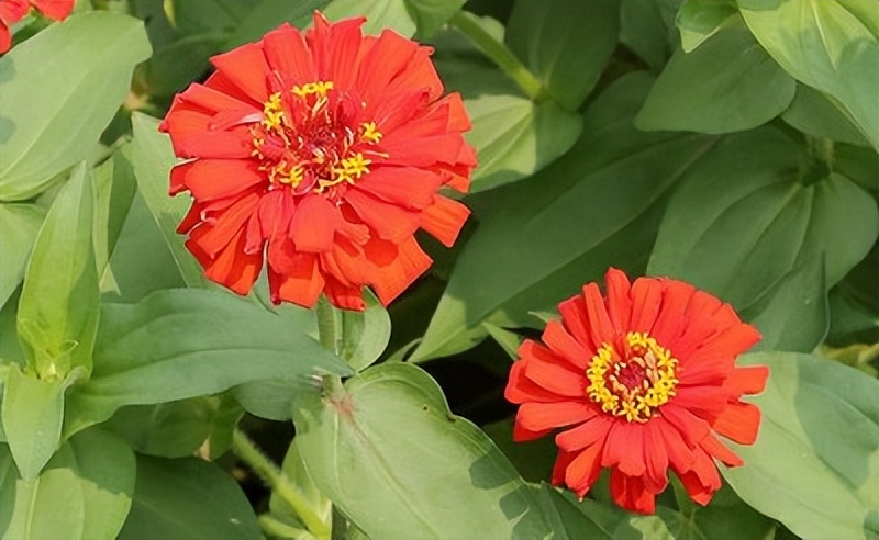 突发胃疼吃什么药,突发胃痛怎么快速缓解