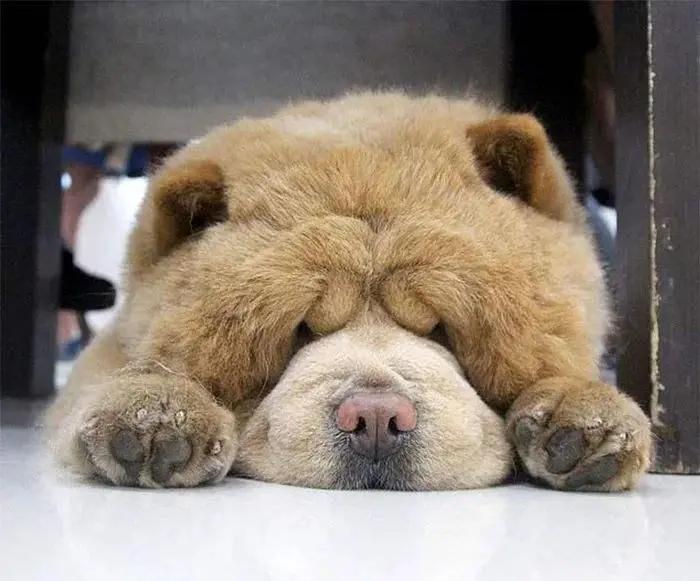 松狮犬的优点和缺点,松狮犬的优点与缺点是什么