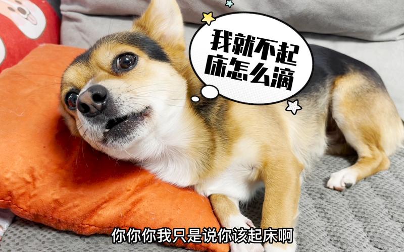 激怒狗子的方法找到了！最后一招最管用！