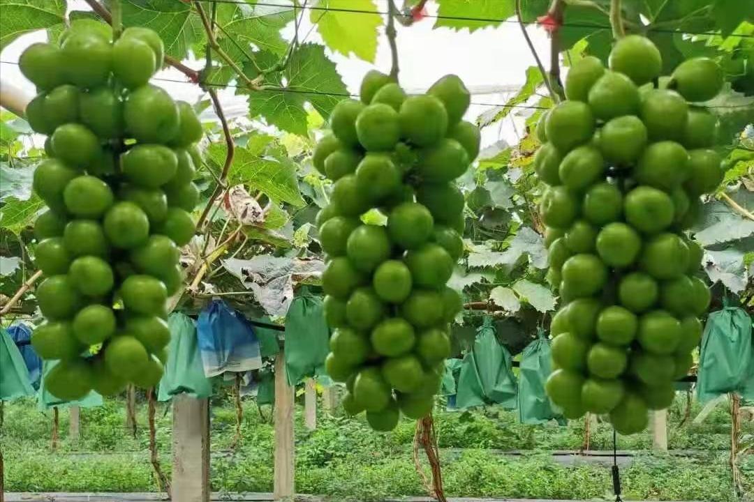 日本“*锁封**”多个水果品种，严防死守禁止流向我国，有什么后果？